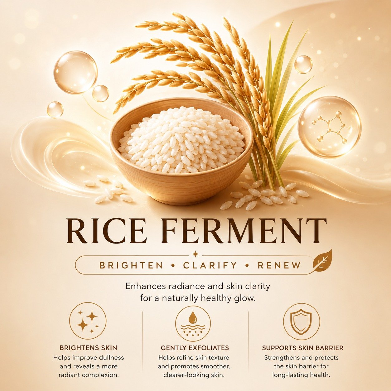 Rice ferment reference illustration